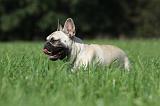 BOULEDOGUE FRANCAIS 751